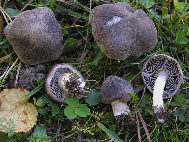 Tricholoma grigi.